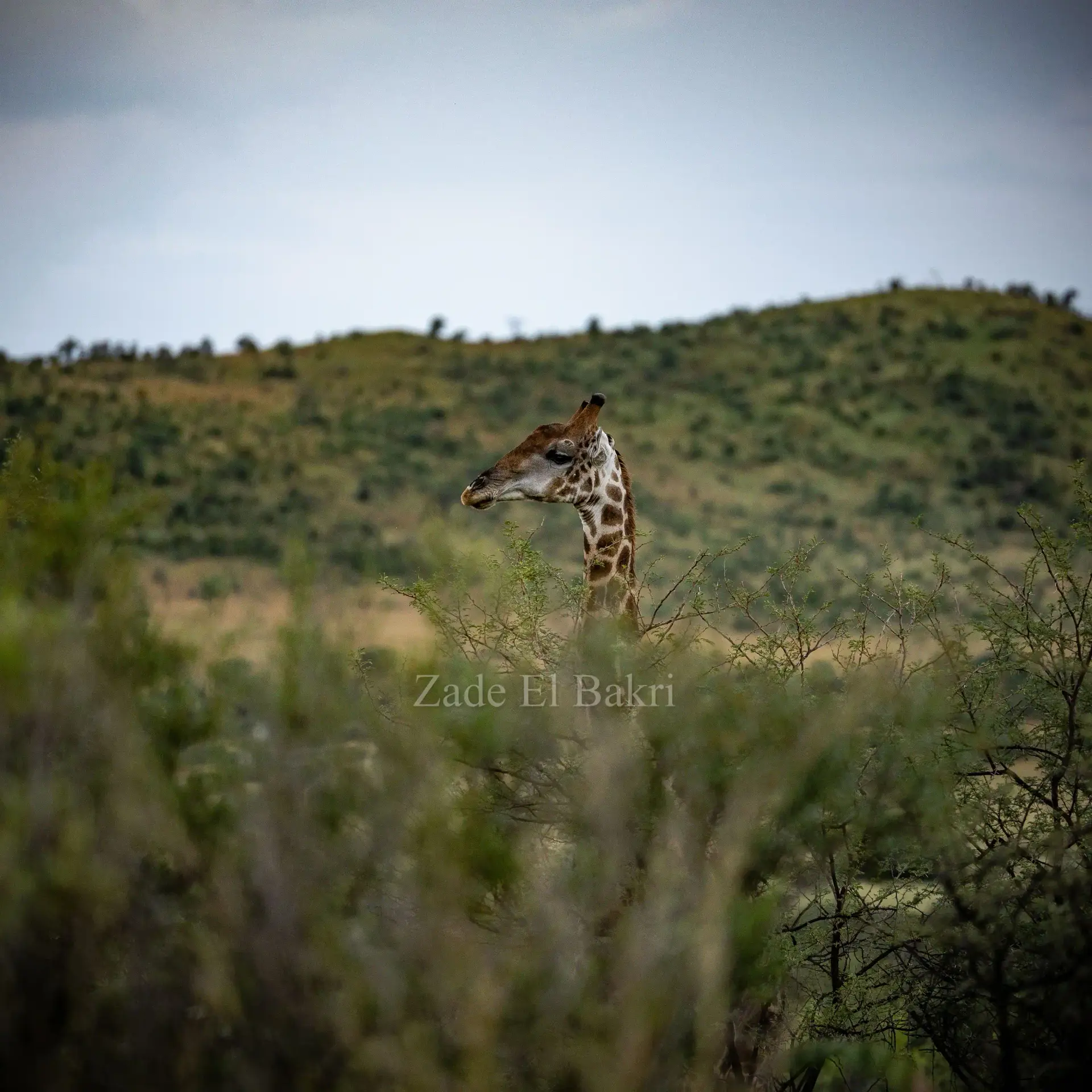 African elephant standing in golden savanna grass at Pilanesberg National Park
