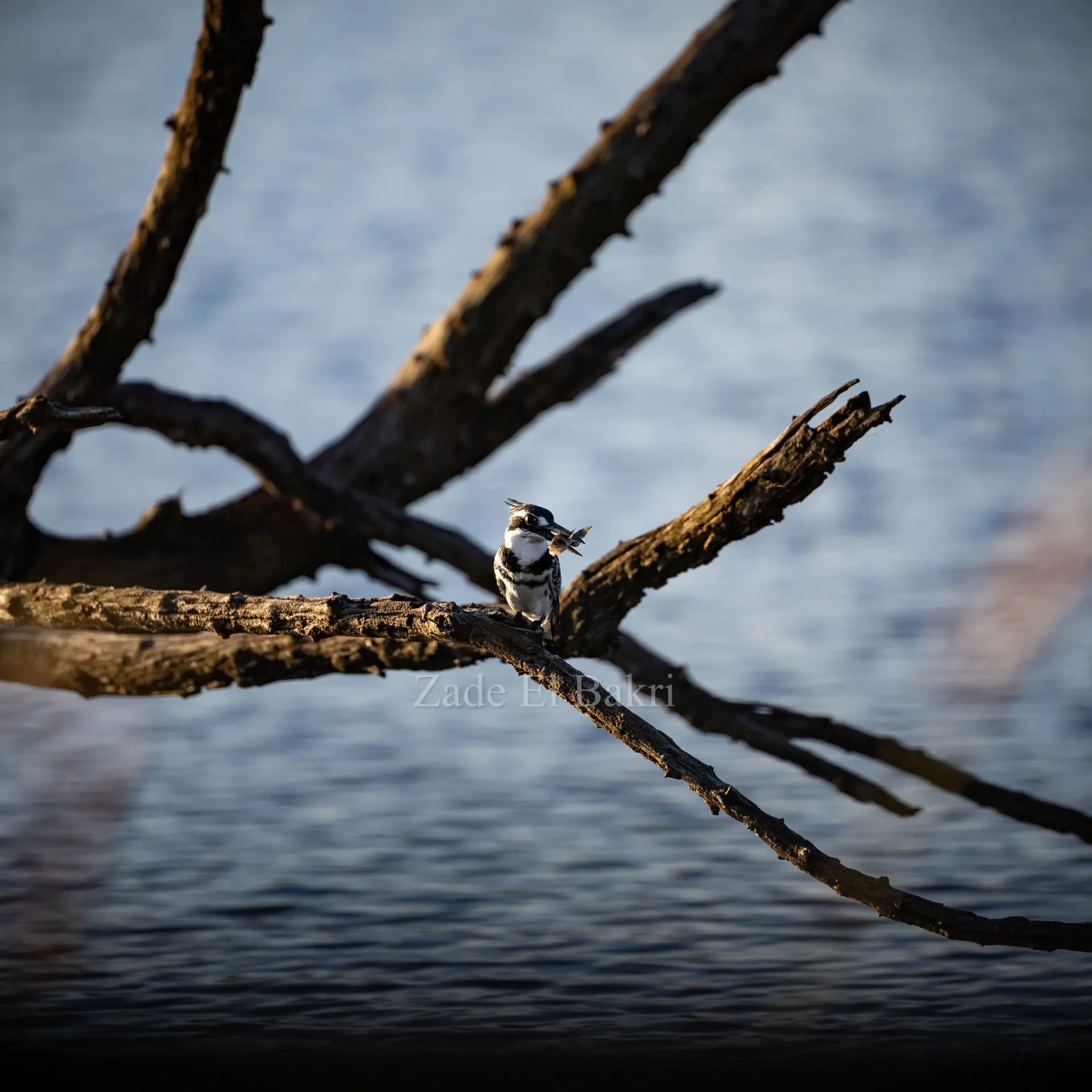 Lilac-breasted roller bird perched on a branch with colourful plumage