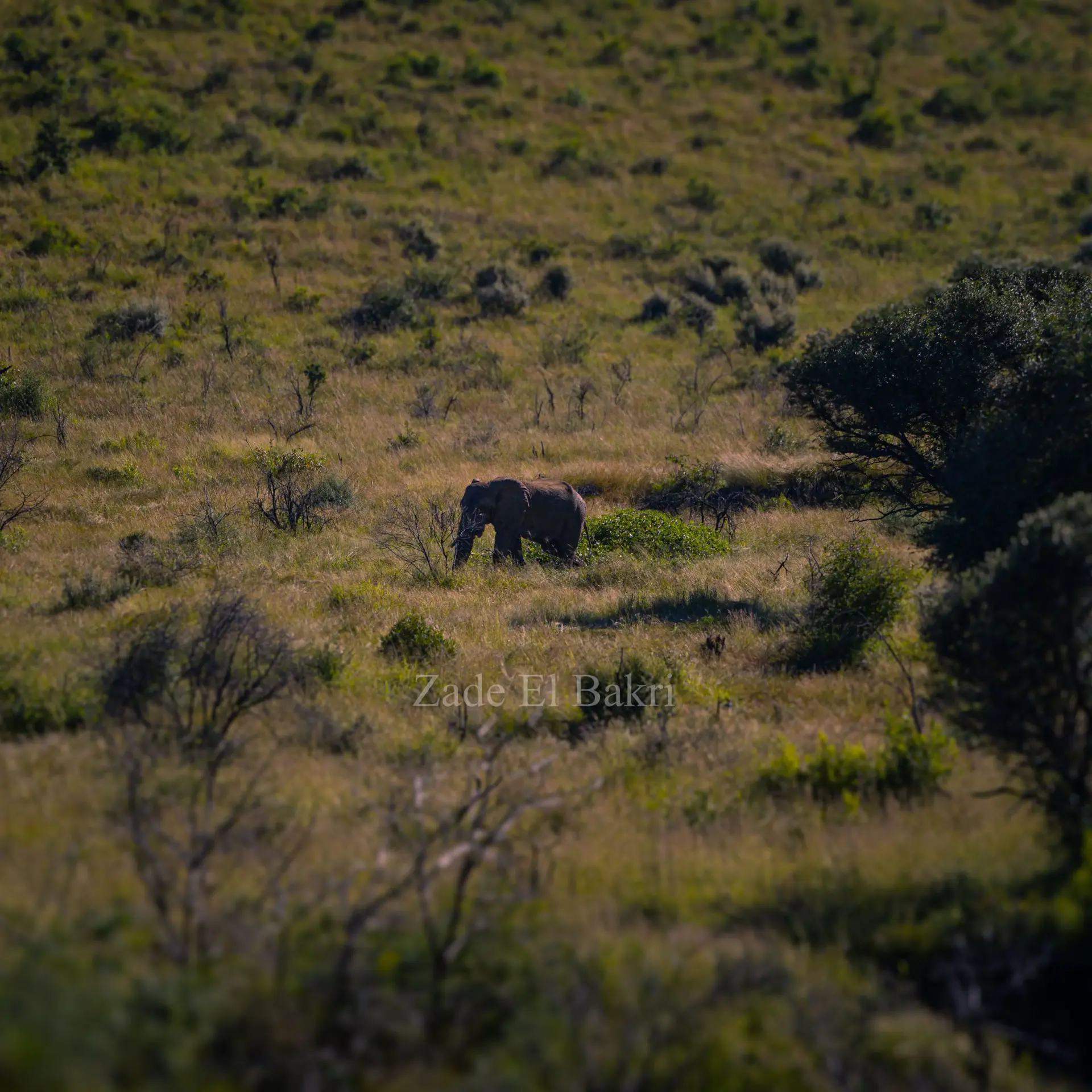 Wildebeest standing in dry golden grass during late afternoon