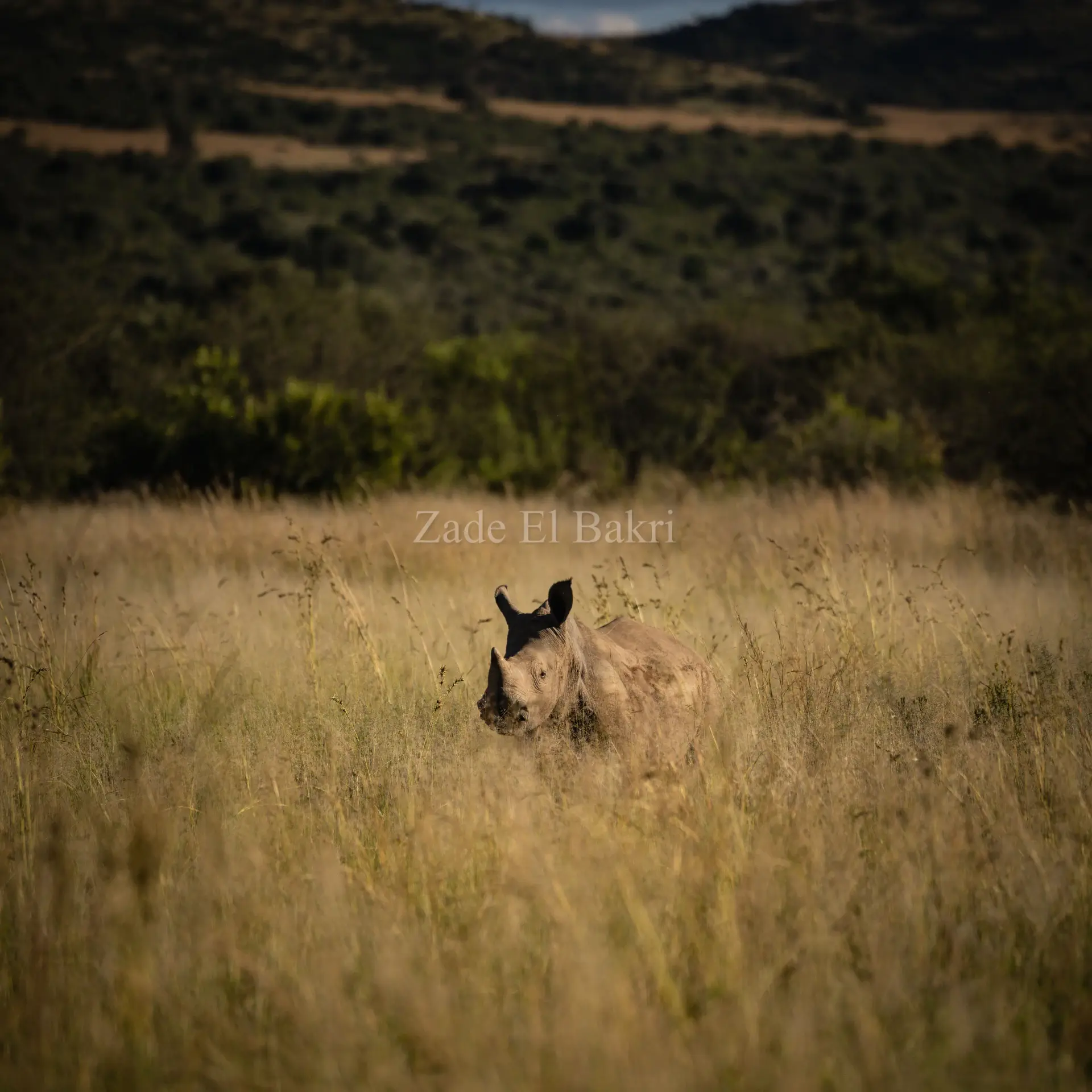 Elephant walking directly towards camera on a dusty trail