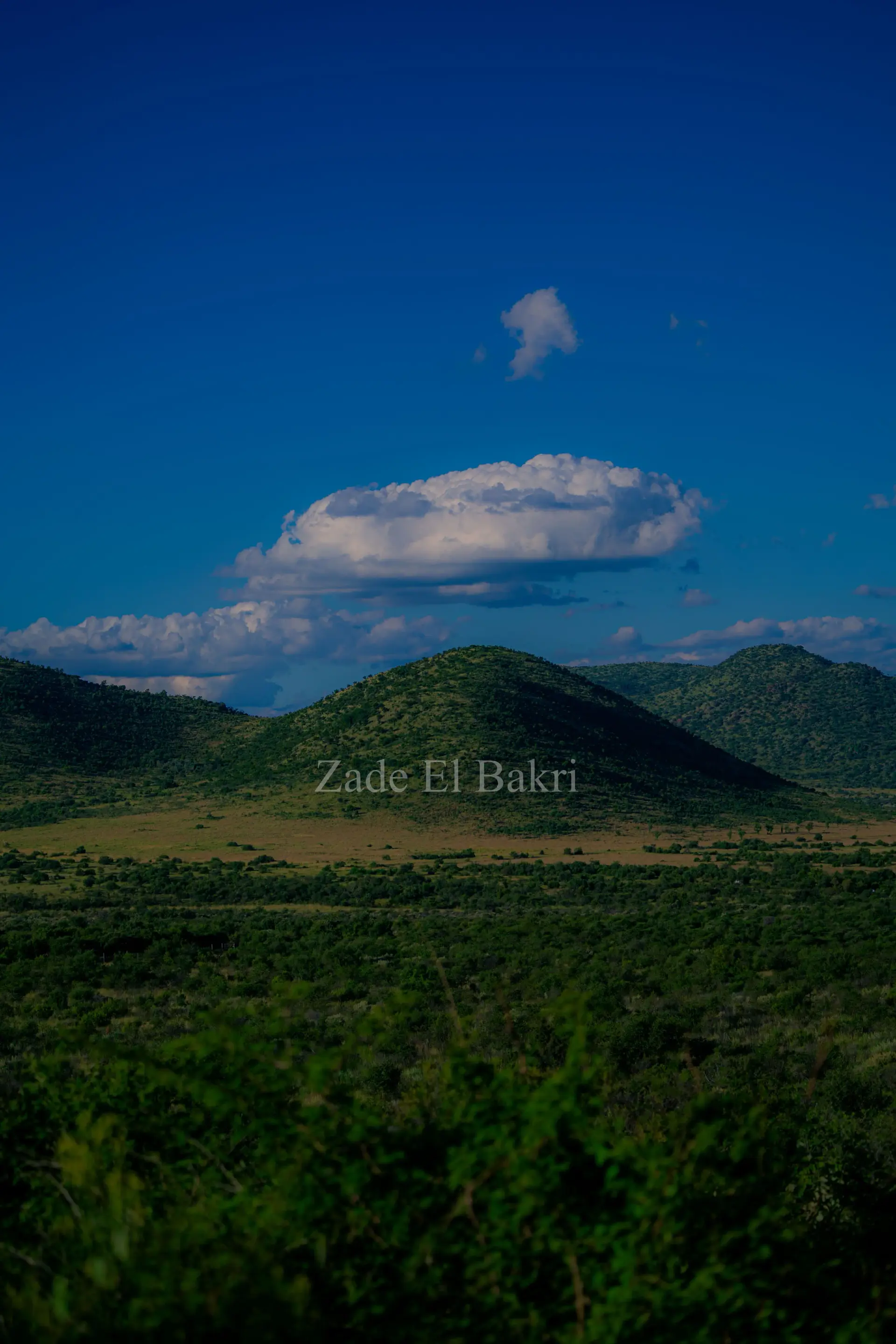 Baboon sitting on a termite mound scanning the horizon