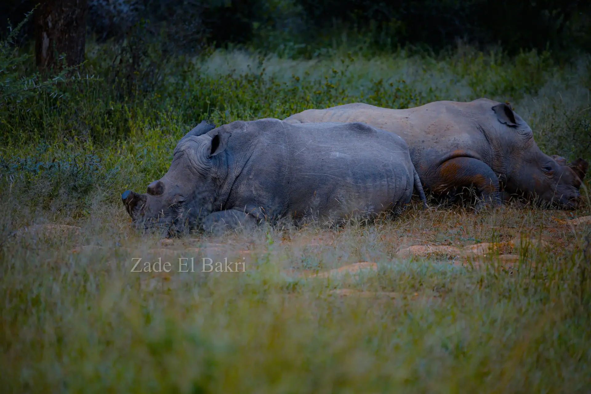 White rhinoceros grazing in thick savanna grass